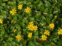 Winterlinge am Waldboden